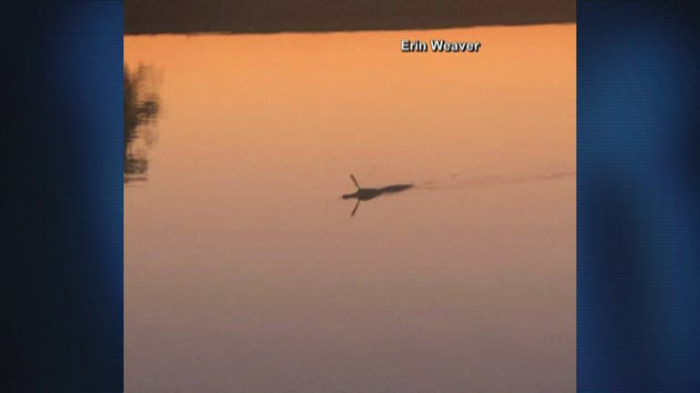 Neighbors at Texas lake concerned after spotting gator with knife sticking out of its head